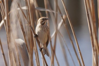 Common Reed Bunting Teganuma Sun, 2/18/2024