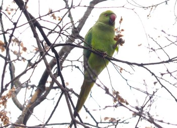 ワカケホンセイインコ 井の頭公園 2024年2月25日(日)