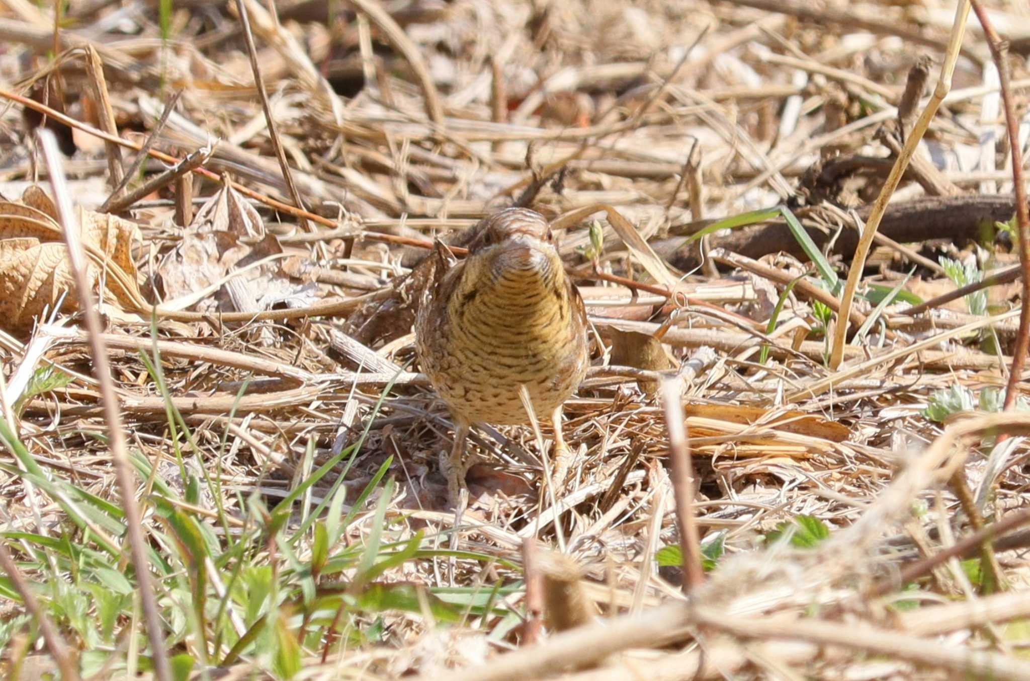 Eurasian Wryneck