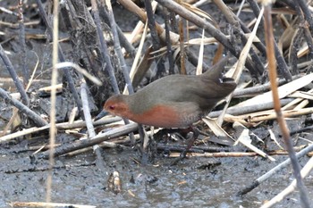 Ruddy-breasted Crake 境川遊水地公園 Sun, 2/18/2024