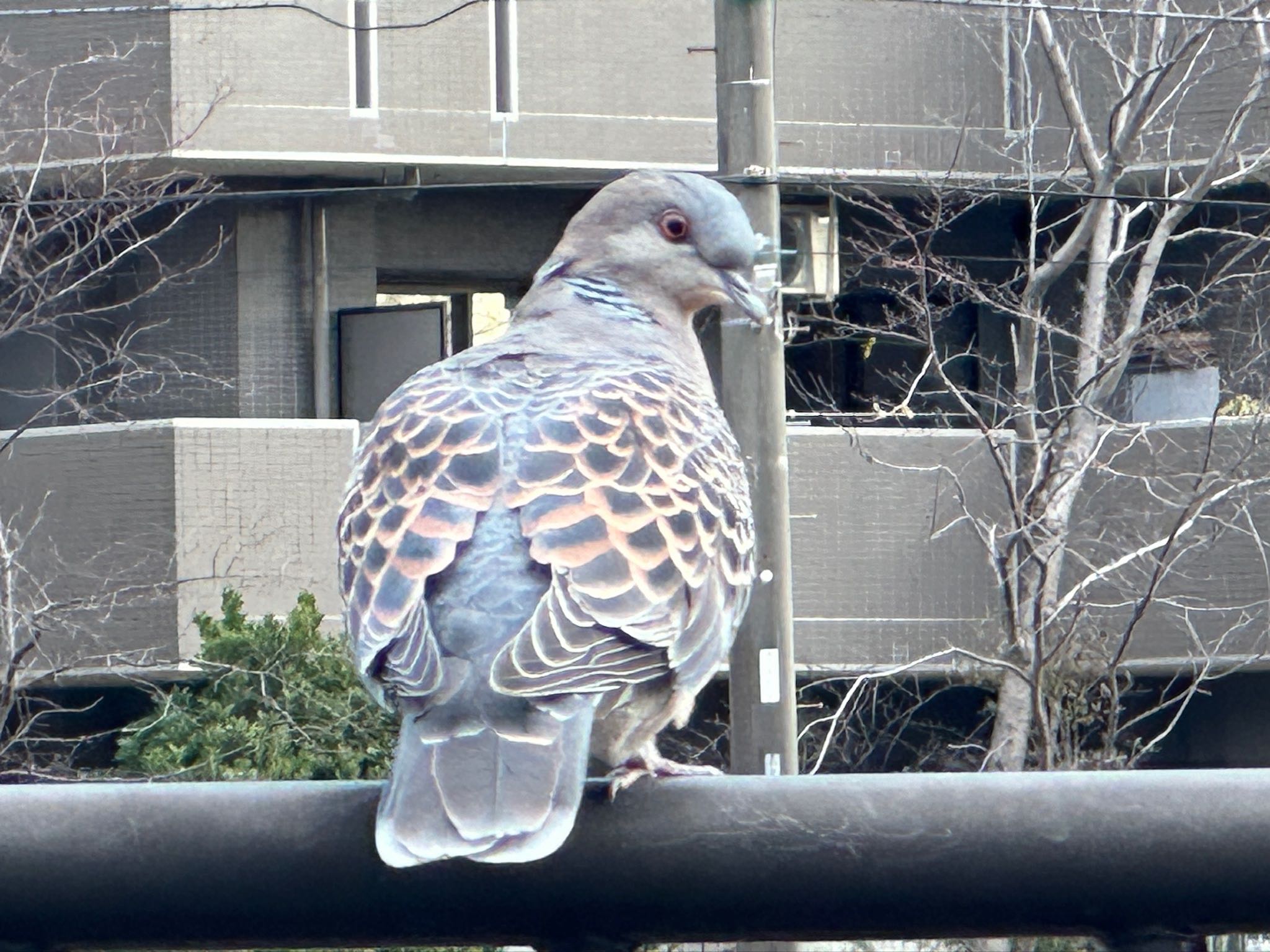 Photo of Oriental Turtle Dove at 金井遊水地(金井遊水池) by HIKARI  ξ(｡◕ˇ◊ˇ◕｡)ξ