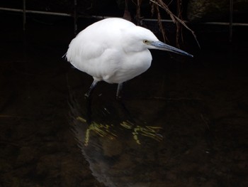 Little Egret 柏尾川 Sat, 3/2/2024