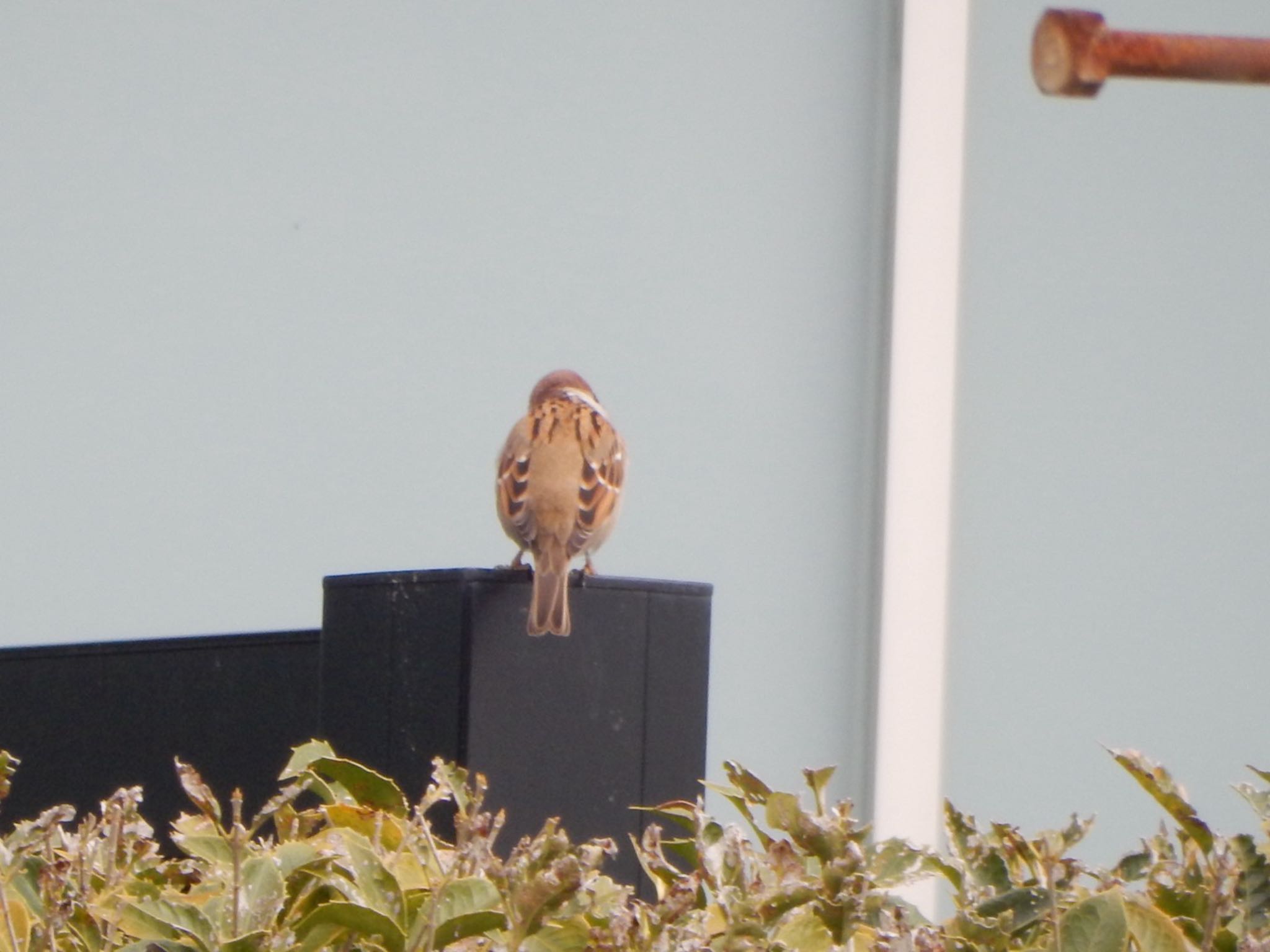 Eurasian Tree Sparrow