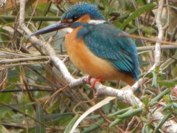 Common Kingfisher Maioka Park Sat, 3/2/2024