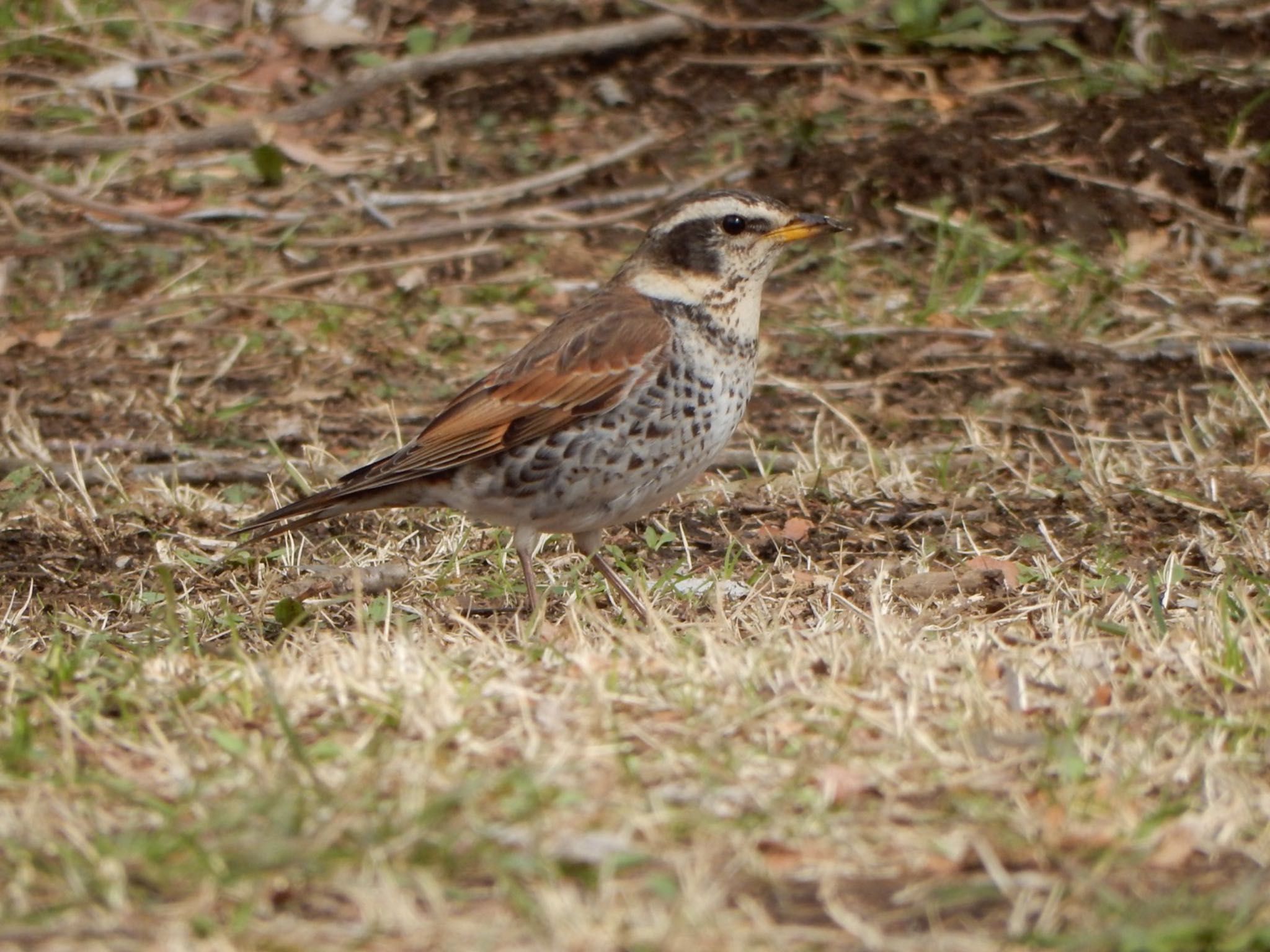 Dusky Thrush