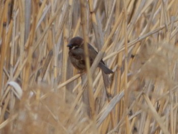 Eurasian Tree Sparrow 金井遊水地(金井遊水池) Sat, 3/2/2024