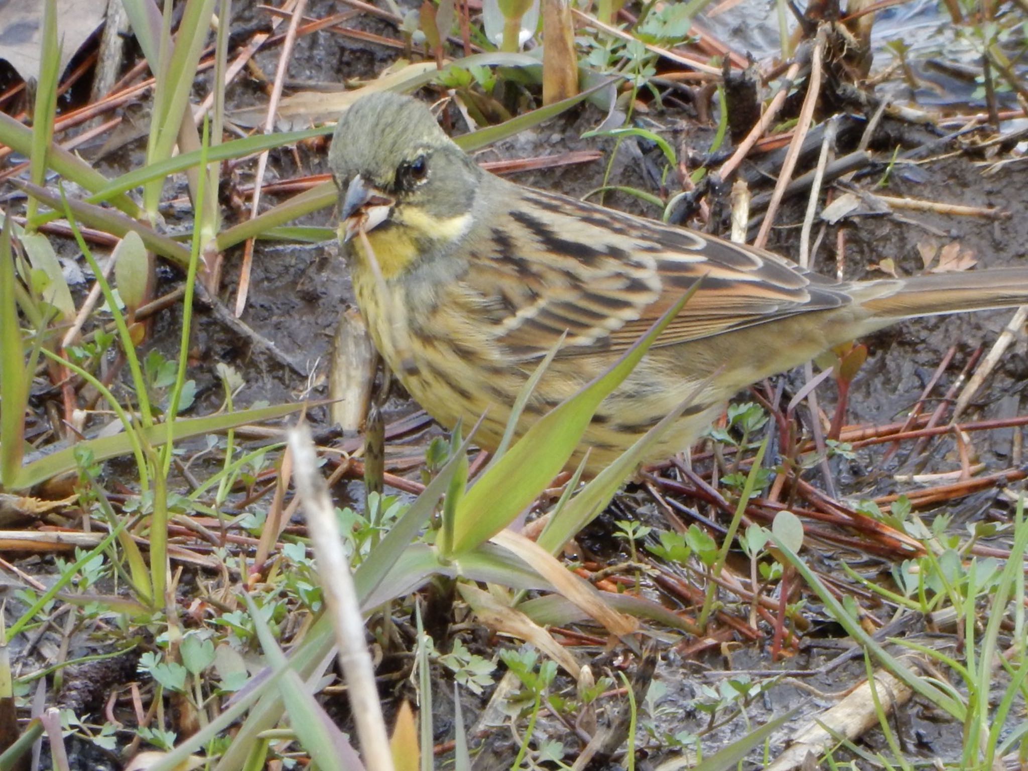 Masked Bunting