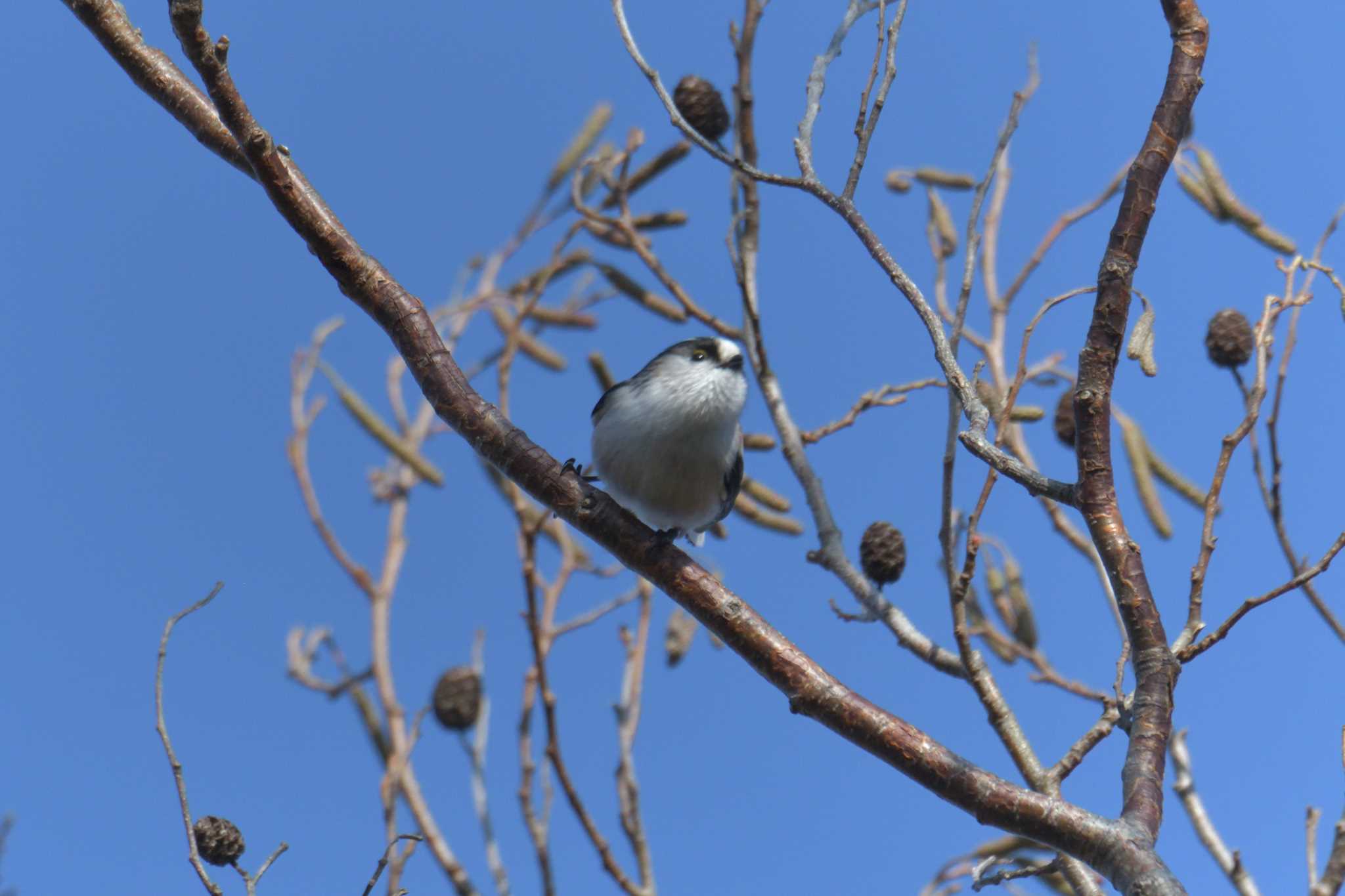 Long-tailed Tit