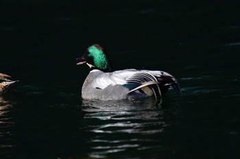 2024年3月1日(金) 皇居の野鳥観察記録