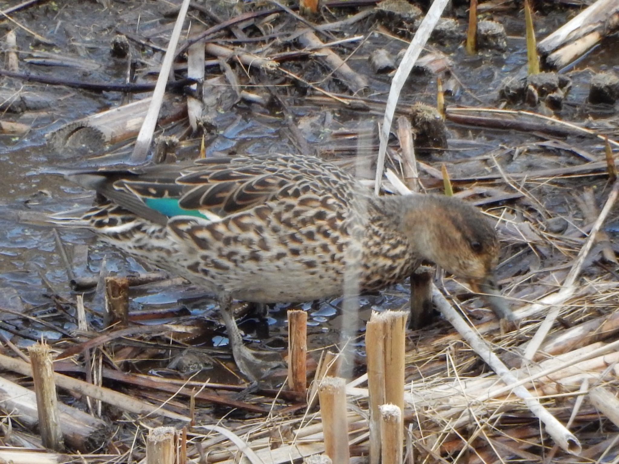 Eurasian Teal