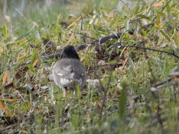 White-cheeked Starling 金井公園 Sat, 3/2/2024