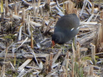 Common Moorhen 金井遊水地(金井遊水池) Sat, 3/2/2024