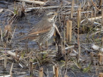 Dusky Thrush 金井遊水地(金井遊水池) Sat, 3/2/2024