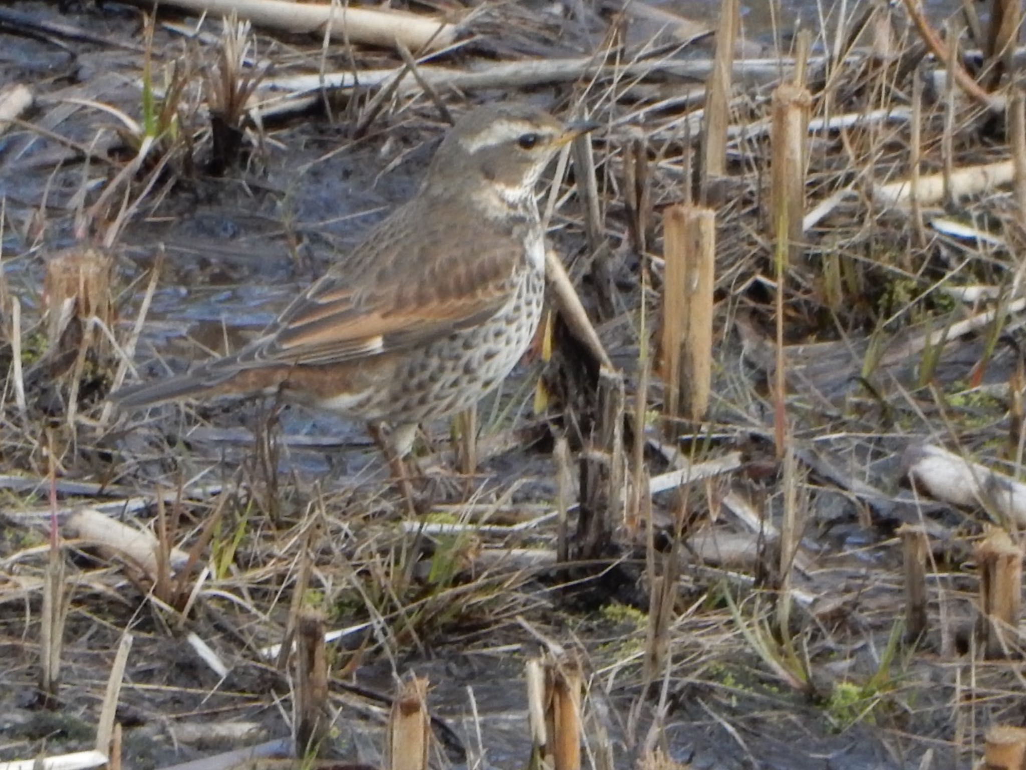 Dusky Thrush