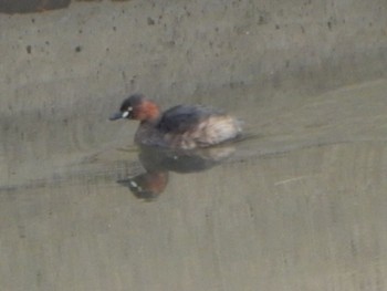 Little Grebe 金井遊水地(金井遊水池) Sat, 3/2/2024