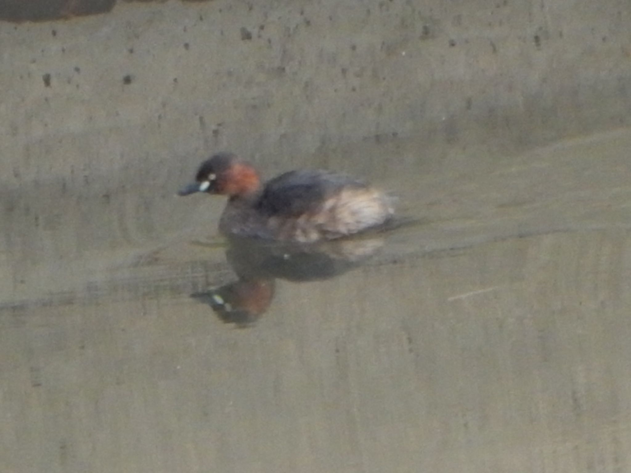 Little Grebe