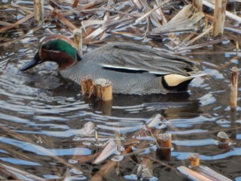 Eurasian Teal 金井遊水地(金井遊水池) Sat, 3/2/2024