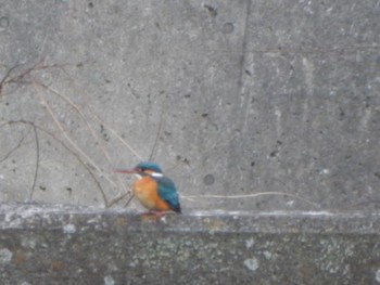 Common Kingfisher 金井遊水地(金井遊水池) Sat, 3/2/2024