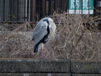 Grey Heron 金井遊水地(金井遊水池) Sat, 3/2/2024