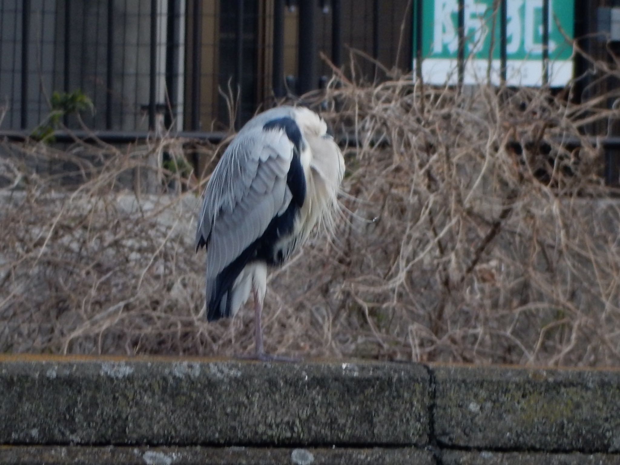 Grey Heron