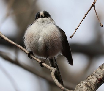 Long-tailed Tit 甲山森林公園 Sat, 3/2/2024
