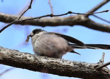 エナガ 甲山森林公園 2024年3月2日(土)