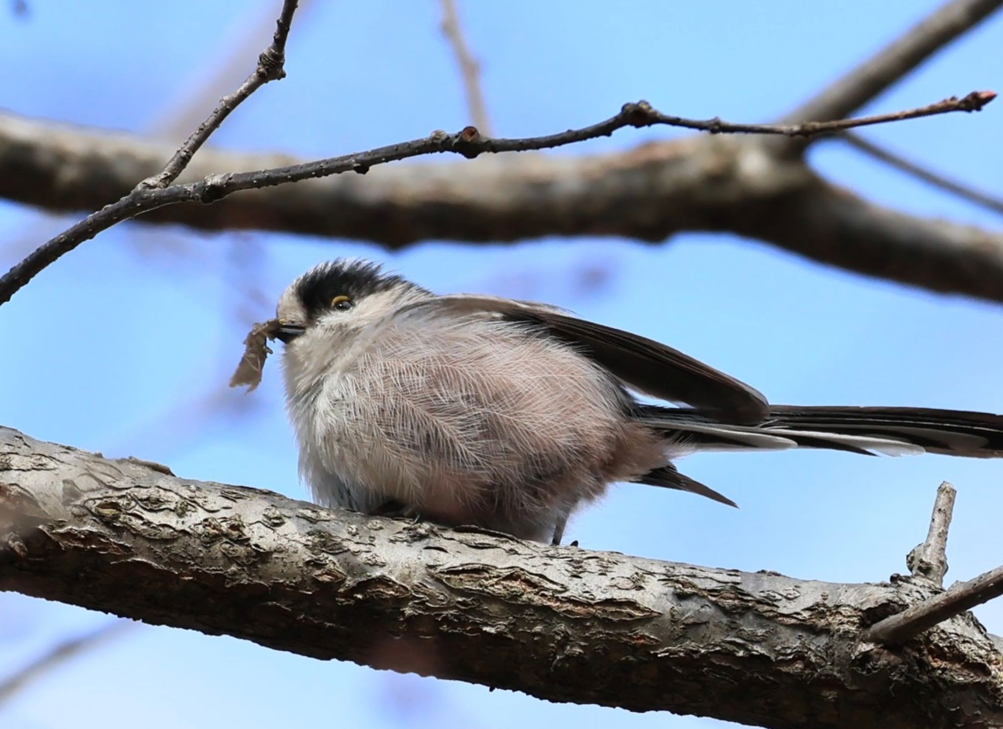 Photo of Long-tailed Tit at 甲山森林公園 by ぼよ