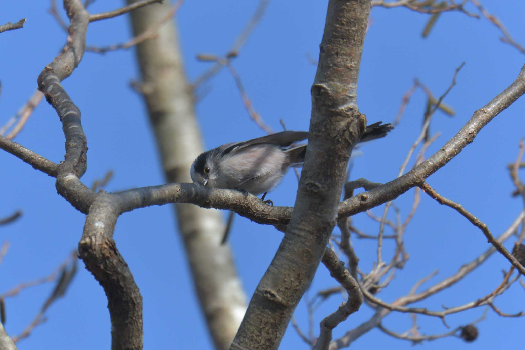 Long-tailed Tit