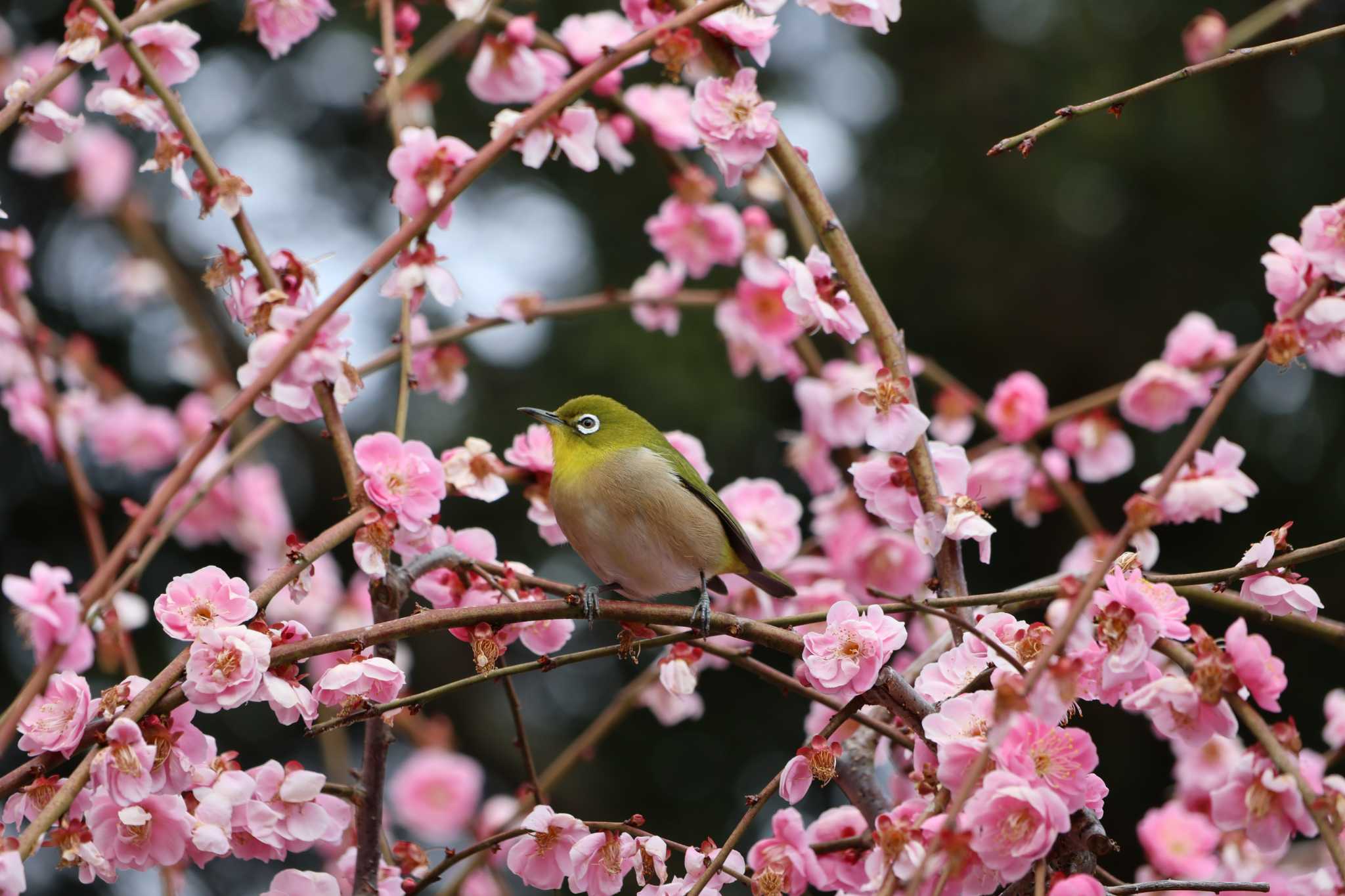 Photo of Warbling White-eye at 結城神社 by サンダーバード