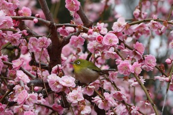 メジロ 結城神社 2024年3月2日(土)