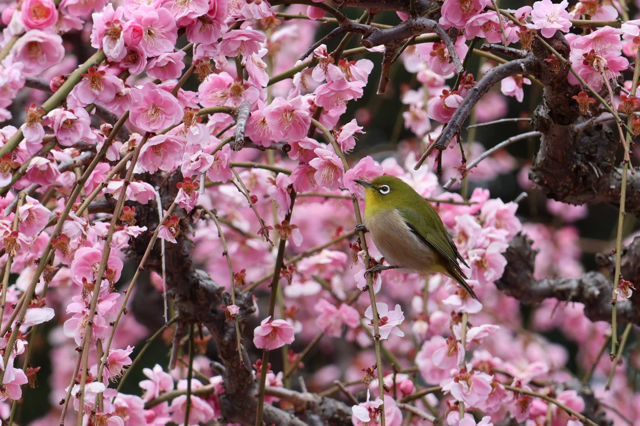 Warbling White-eye