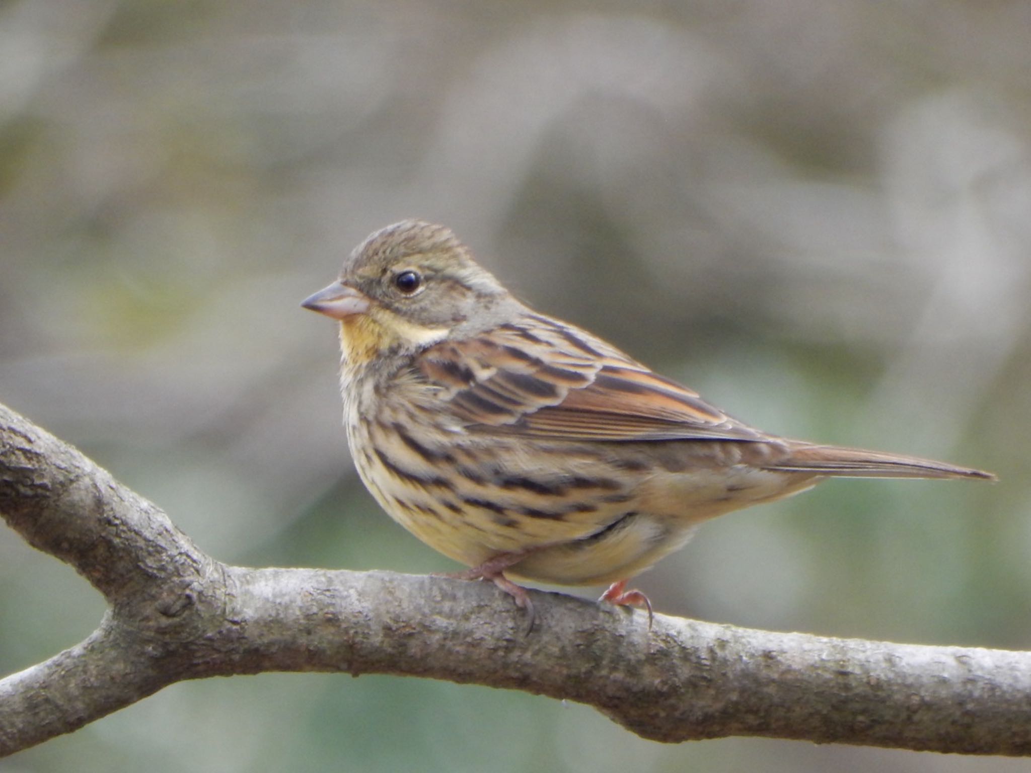 Masked Bunting