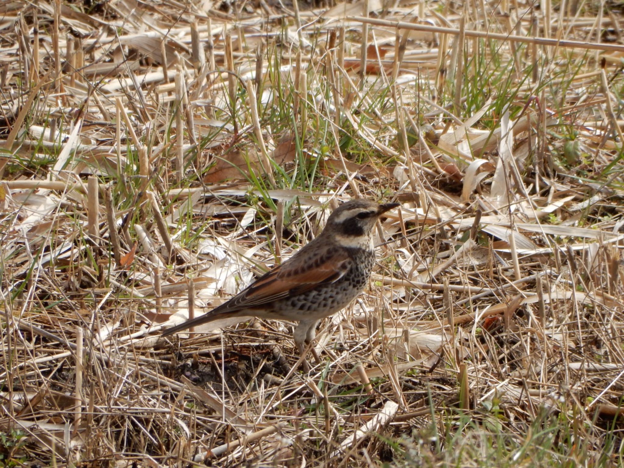 Dusky Thrush