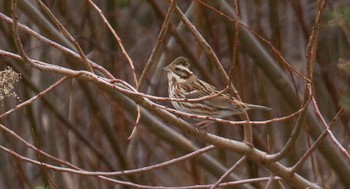 2024年2月6日(火) 手取川の野鳥観察記録