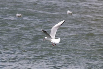 Sat, 3/2/2024 Birding report at 安濃川河口