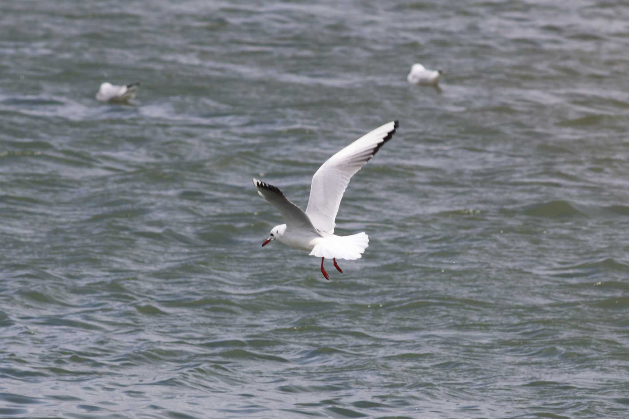 Black-headed Gull