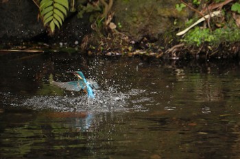 2024年3月2日(土) 中郷温水池(三島市)の野鳥観察記録