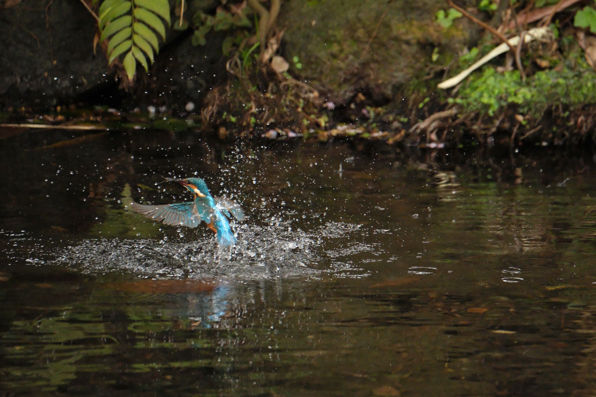 Photo of Common Kingfisher at 中郷温水池(三島市) by ポン介