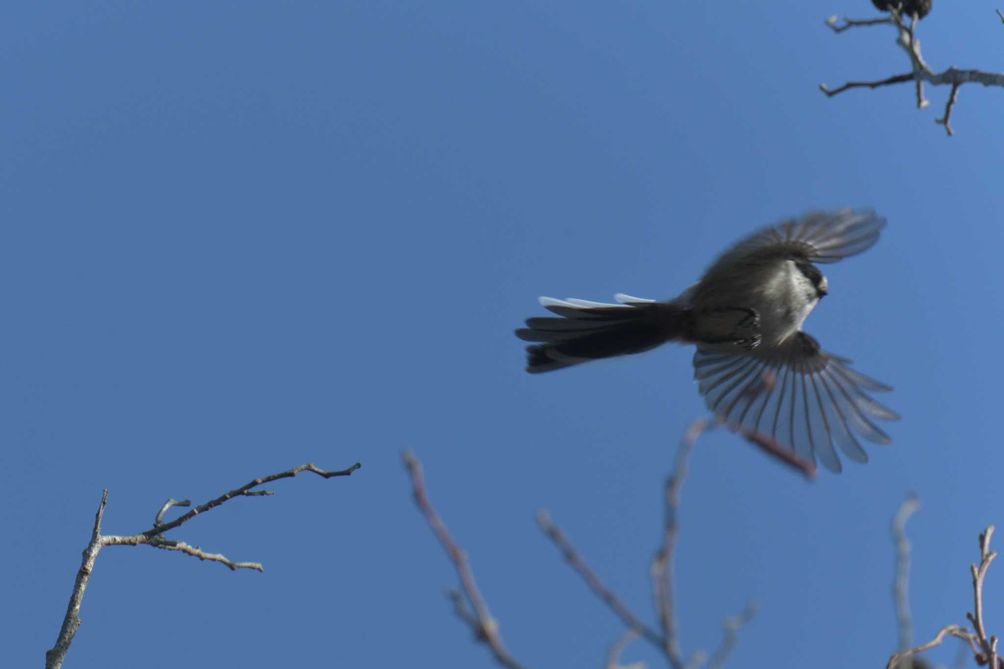 Long-tailed Tit