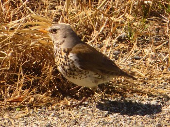 2024年3月2日(土) 利根川の野鳥観察記録