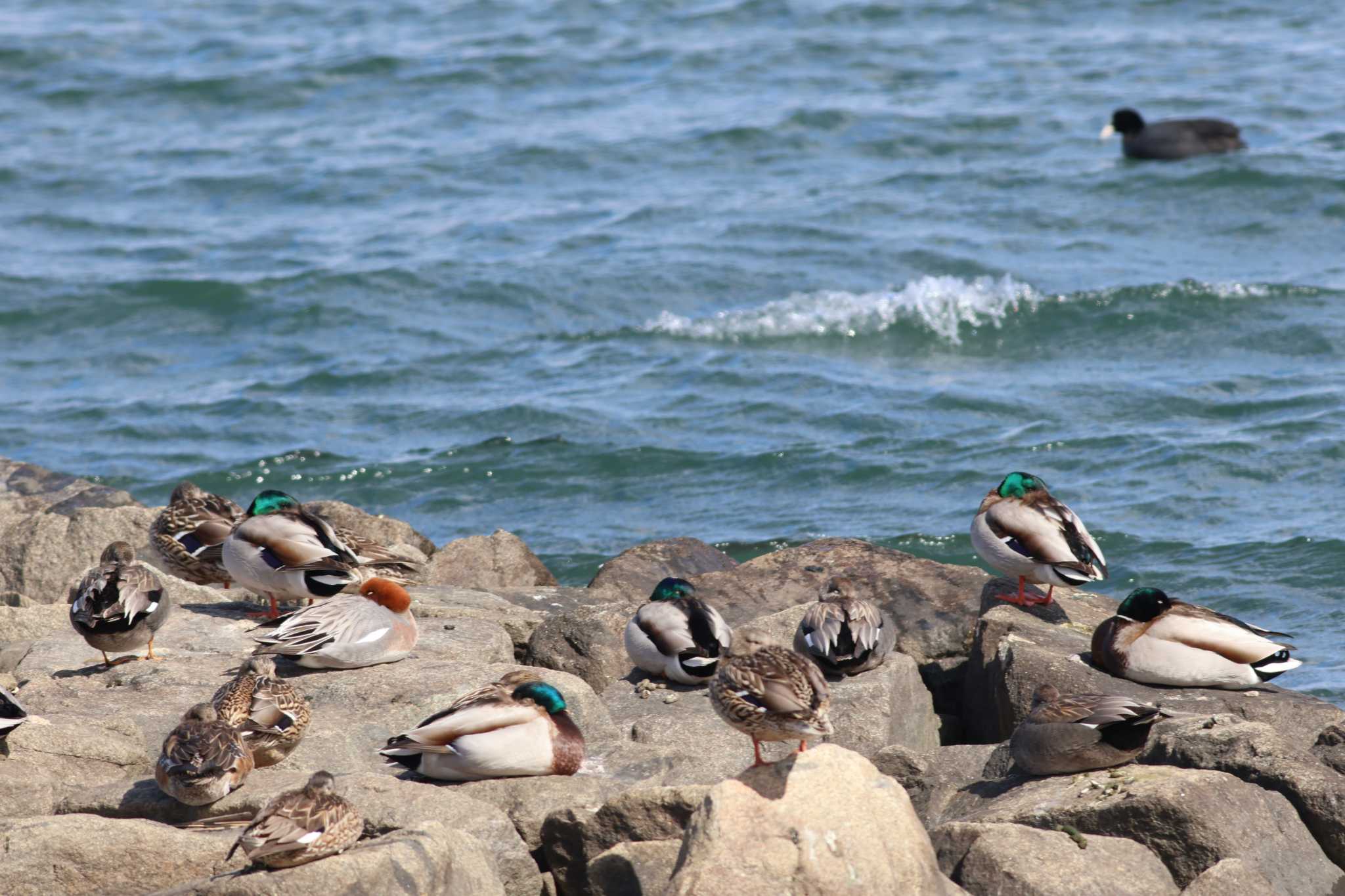 Photo of Mallard at Gonushi Coast by サンダーバード