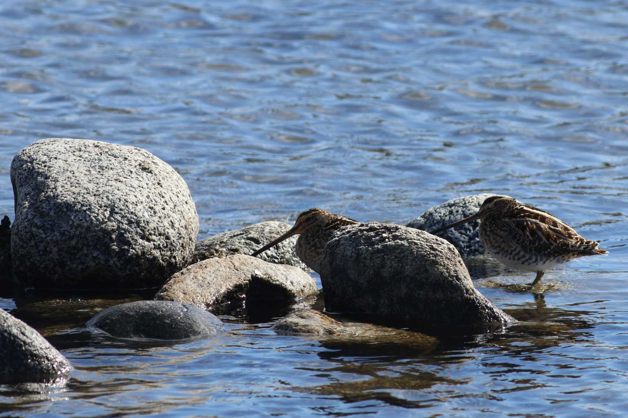 Common Snipe