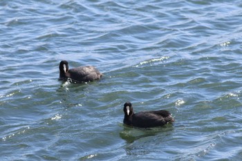 Eurasian Coot Gonushi Coast Sat, 3/2/2024