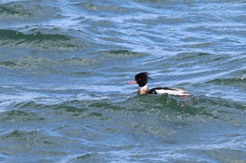 Red-breasted Merganser Gonushi Coast Sat, 3/2/2024