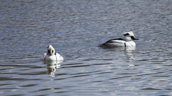 ミコアイサ 明石公園 2024年3月2日(土)