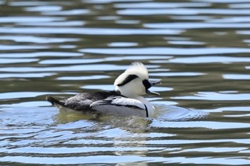 Smew Akashi Park Sat, 3/2/2024