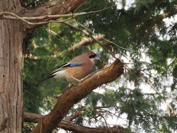 2024年3月2日(土) こども自然公園 (大池公園/横浜市)の野鳥観察記録