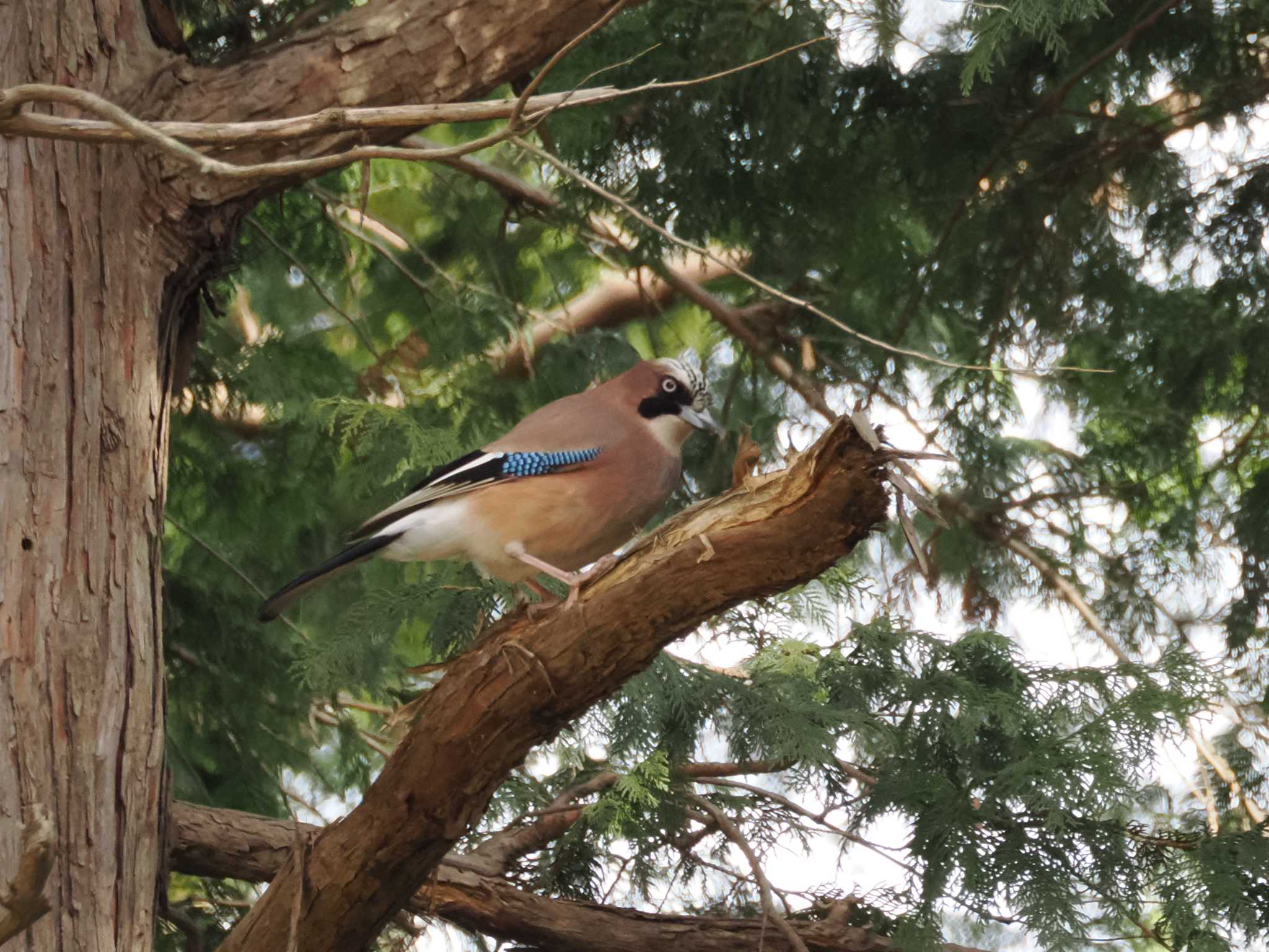 Eurasian Jay