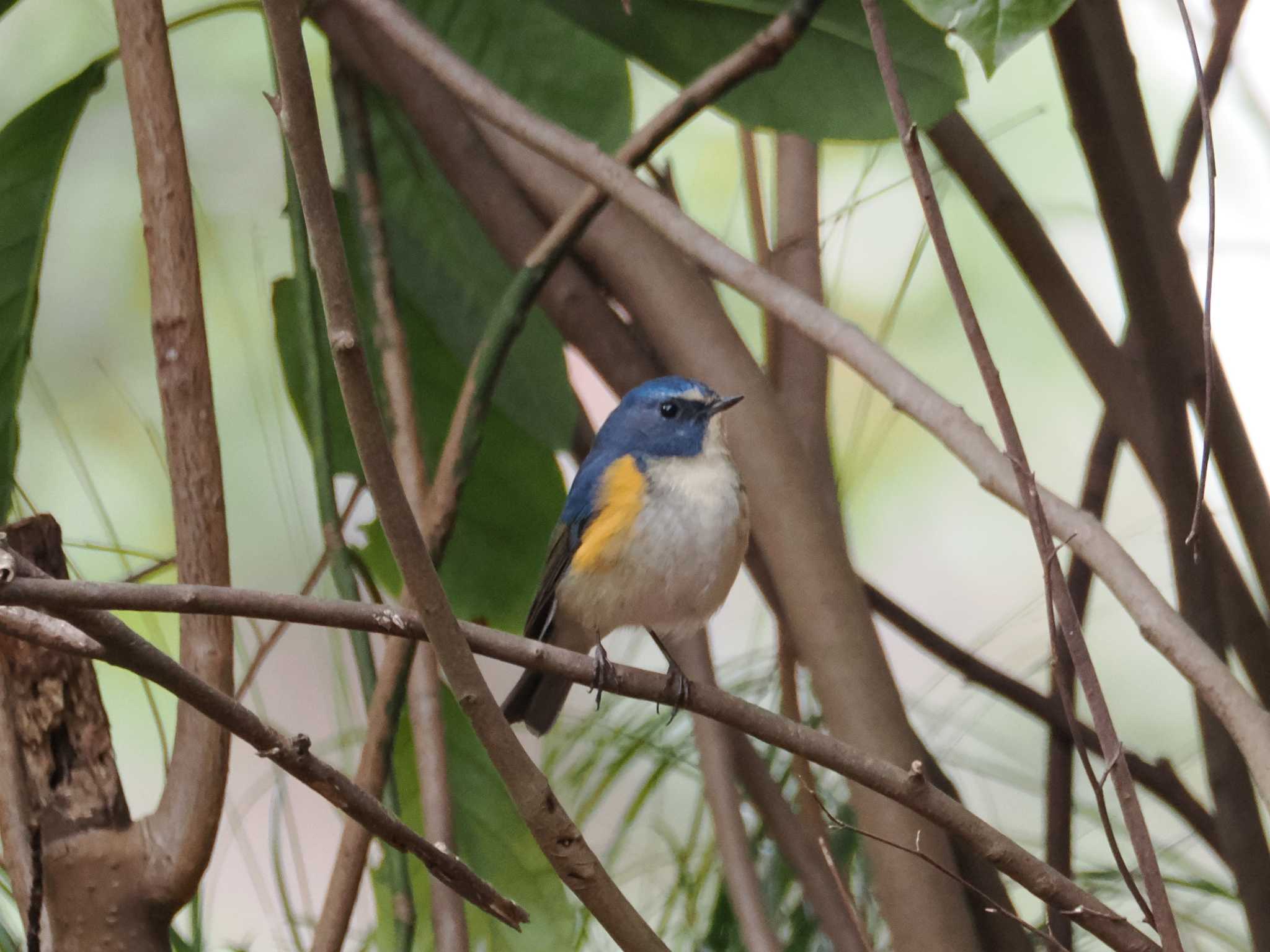 Red-flanked Bluetail