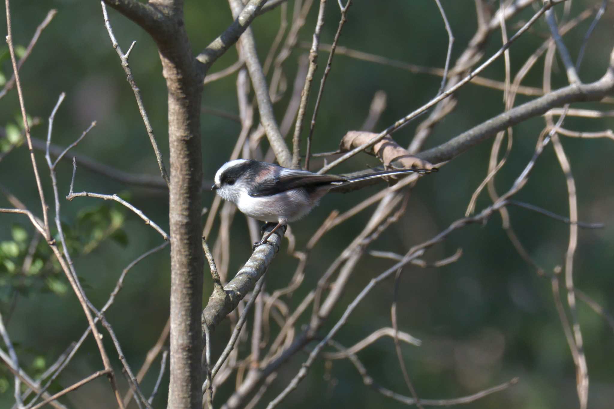 Long-tailed Tit